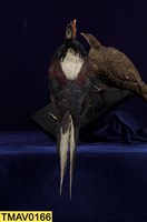 藍腹鷴藏品圖，第9張